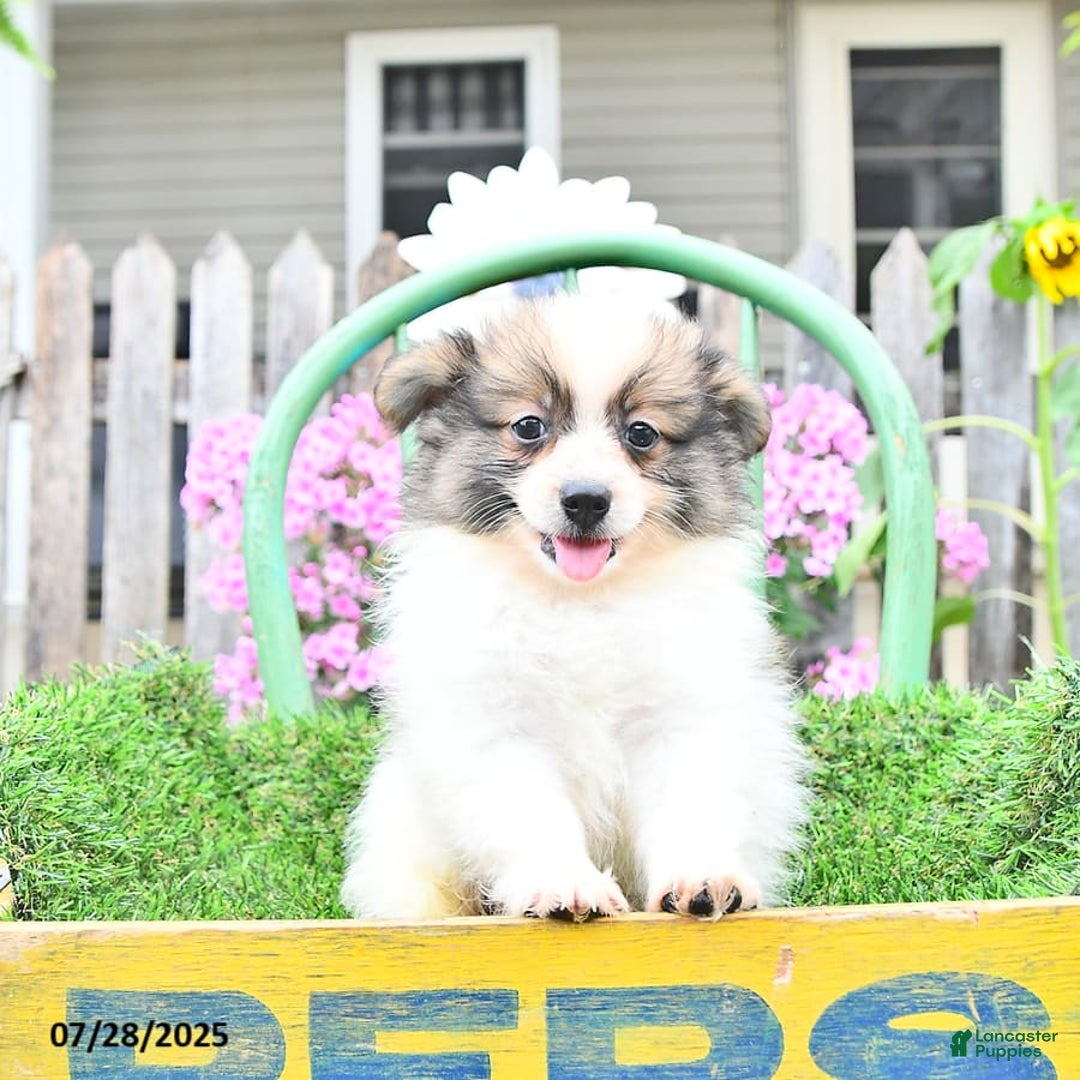 Pomeranian dogs for sale: Felix - Image 3