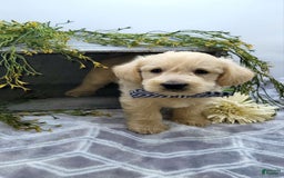 West Highland Terrier dogs for sale: Jude - Image 6