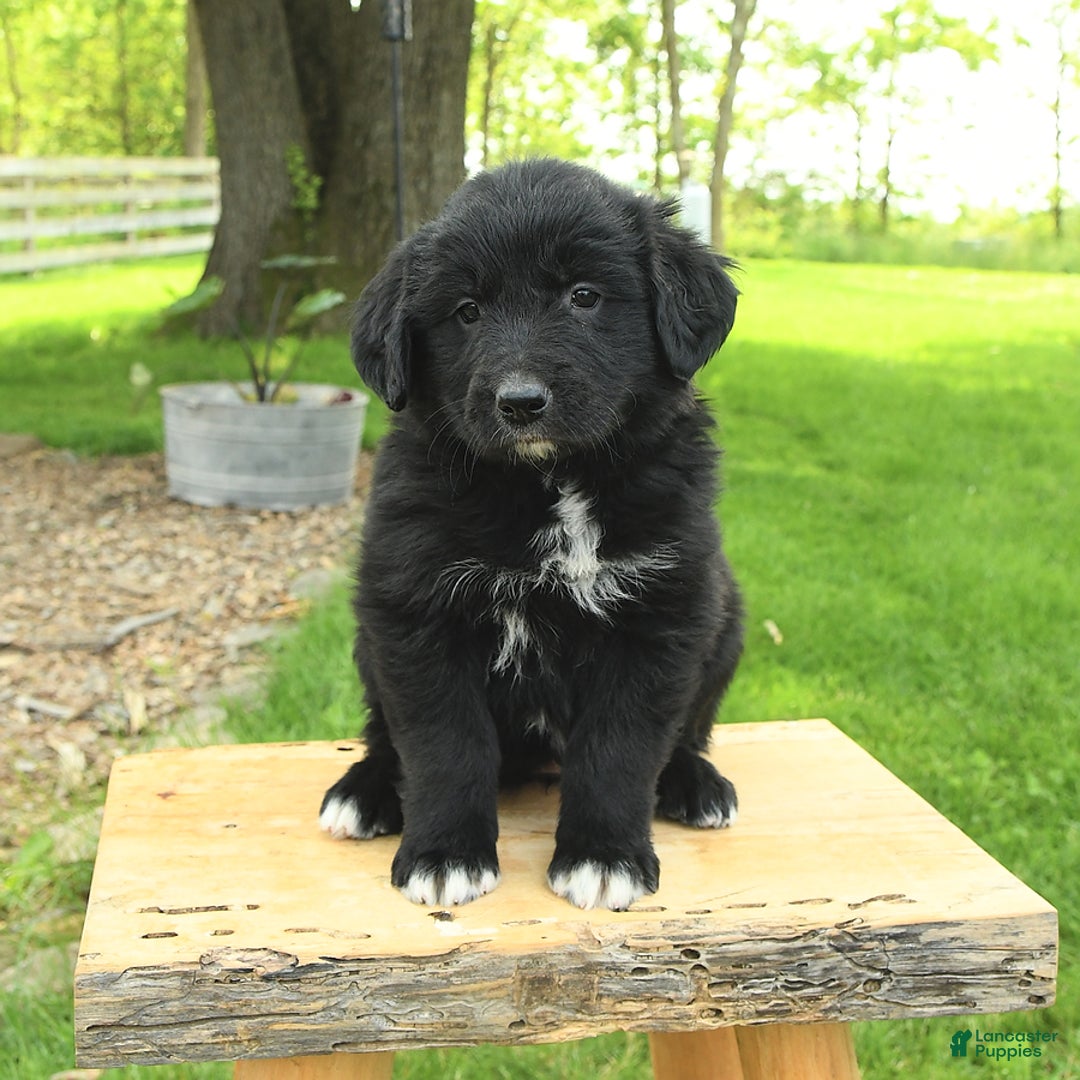 Australian Shepherd dogs for sale: Bella - Image 12