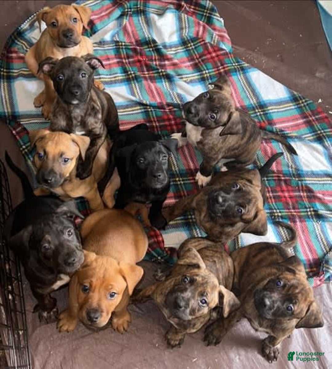 American Staffordshire Terrier dogs for sale: Raven - Image 1