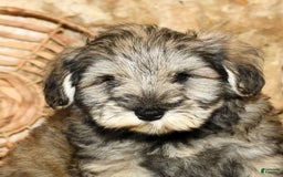 Miniature Schnauzer dogs for sale: Frosty - Image 8