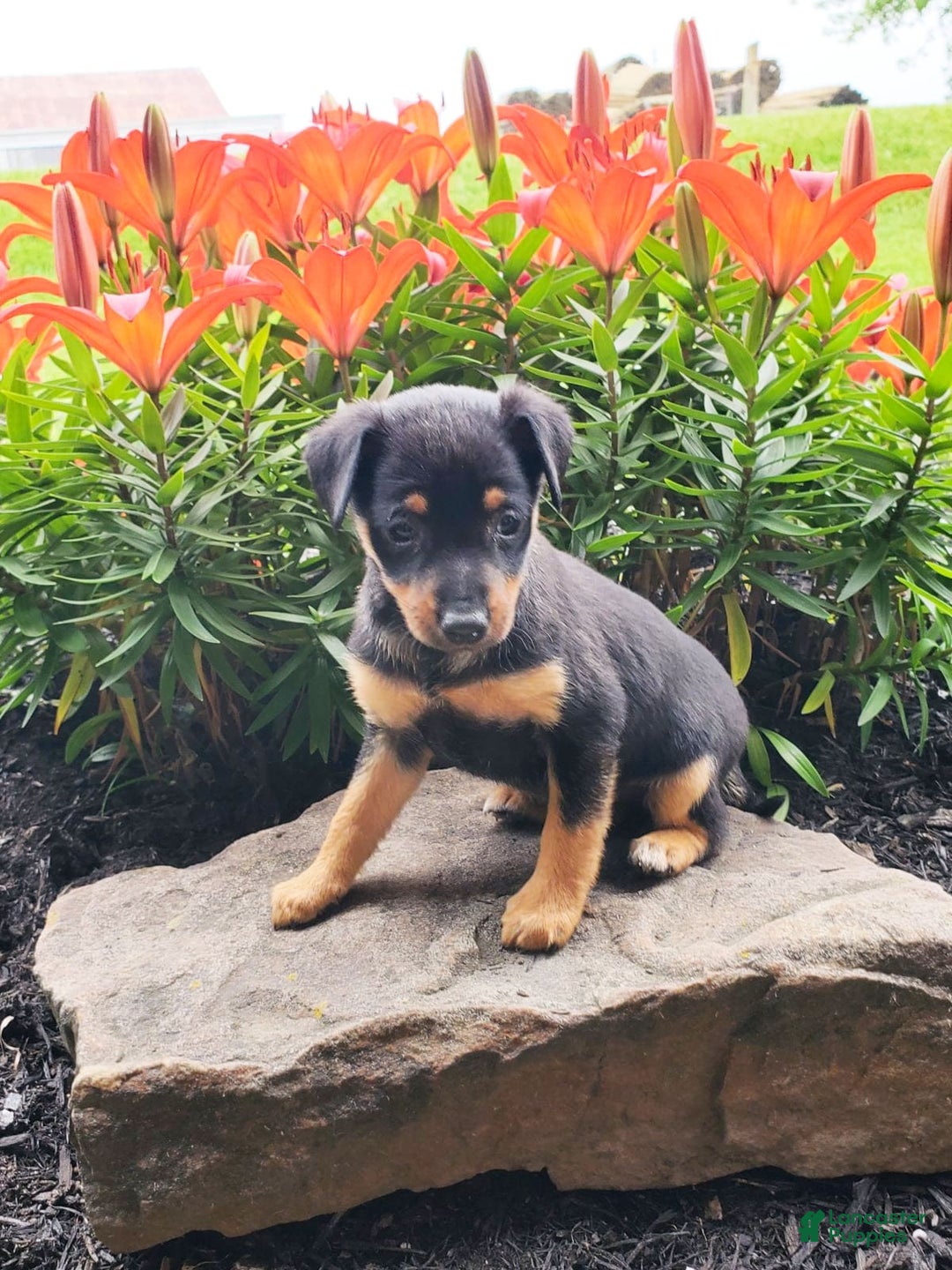 Miniature Pinscher dogs for sale: Ruby - Image 1