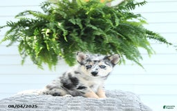 Pomsky dogs for sale: Bandit - Image 5