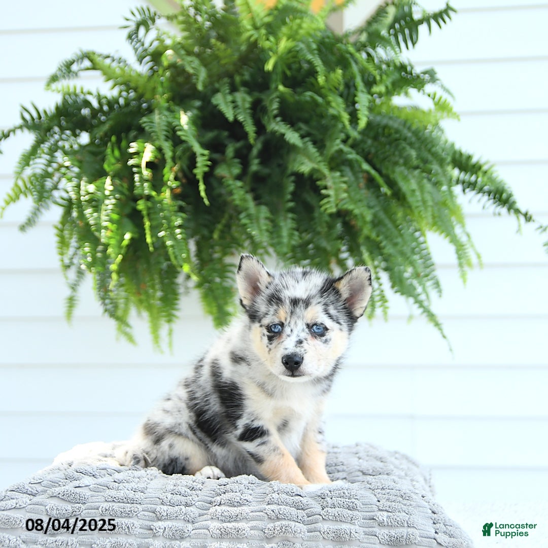 Pomsky dogs for sale: Bandit - Image 5