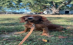 Cavapoo dogs for sale: Milly Boy 3 - Image 5