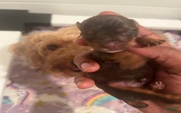 Yorkiepoo dogs for sale: Mocha - Image 1