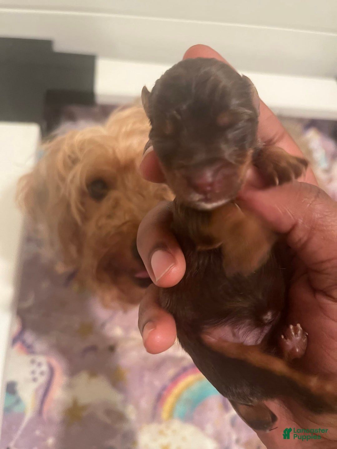 Yorkiepoo dogs for sale: Mocha - Image 1