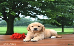 Golden Retriever dogs for sale: Jasmine - Image 1