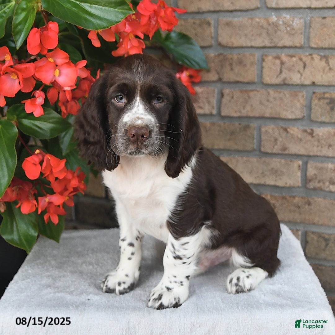 English Springer Spaniel dogs for sale: Chief - Image 2