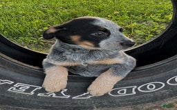 Australian Cattle Dog dogs for sale: Bloom - Image 5