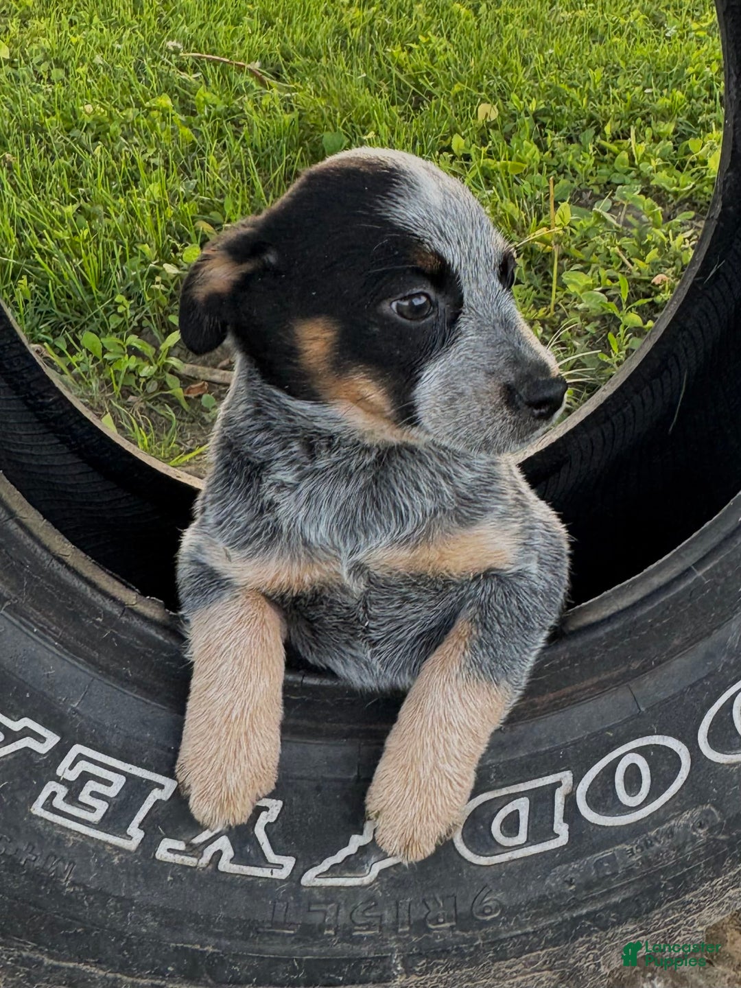 Australian Cattle Dog dogs for sale: Bloom - Image 5