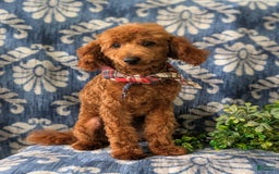 Toy Poodle dogs for sale: Duncan - Image 1