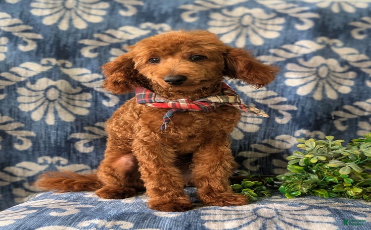 Toy Poodle dogs for sale - Ad 5