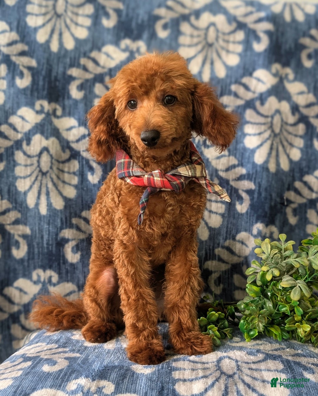 Toy Poodle dogs for sale: Duncan - Image 1