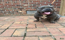 American Bully dogs for sale: Bob - Image 6