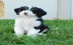 Mini Bernedoodle dogs for sale: Kallie - Image 2