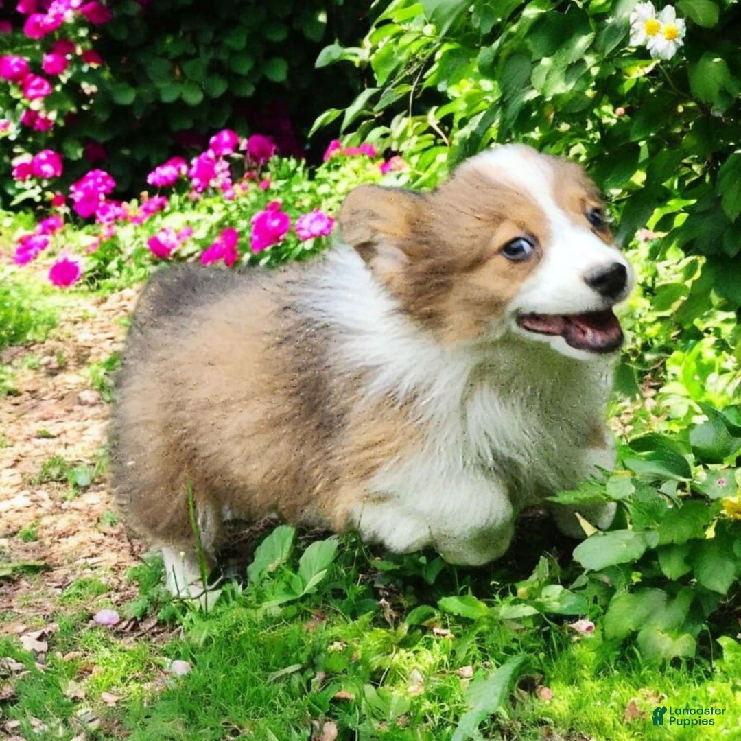 Welsh Corgi Pembroke dogs for sale: Teeka Fluffy - Image 6