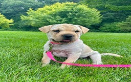 Mini Hippo dogs for sale: Delilah - Image 7