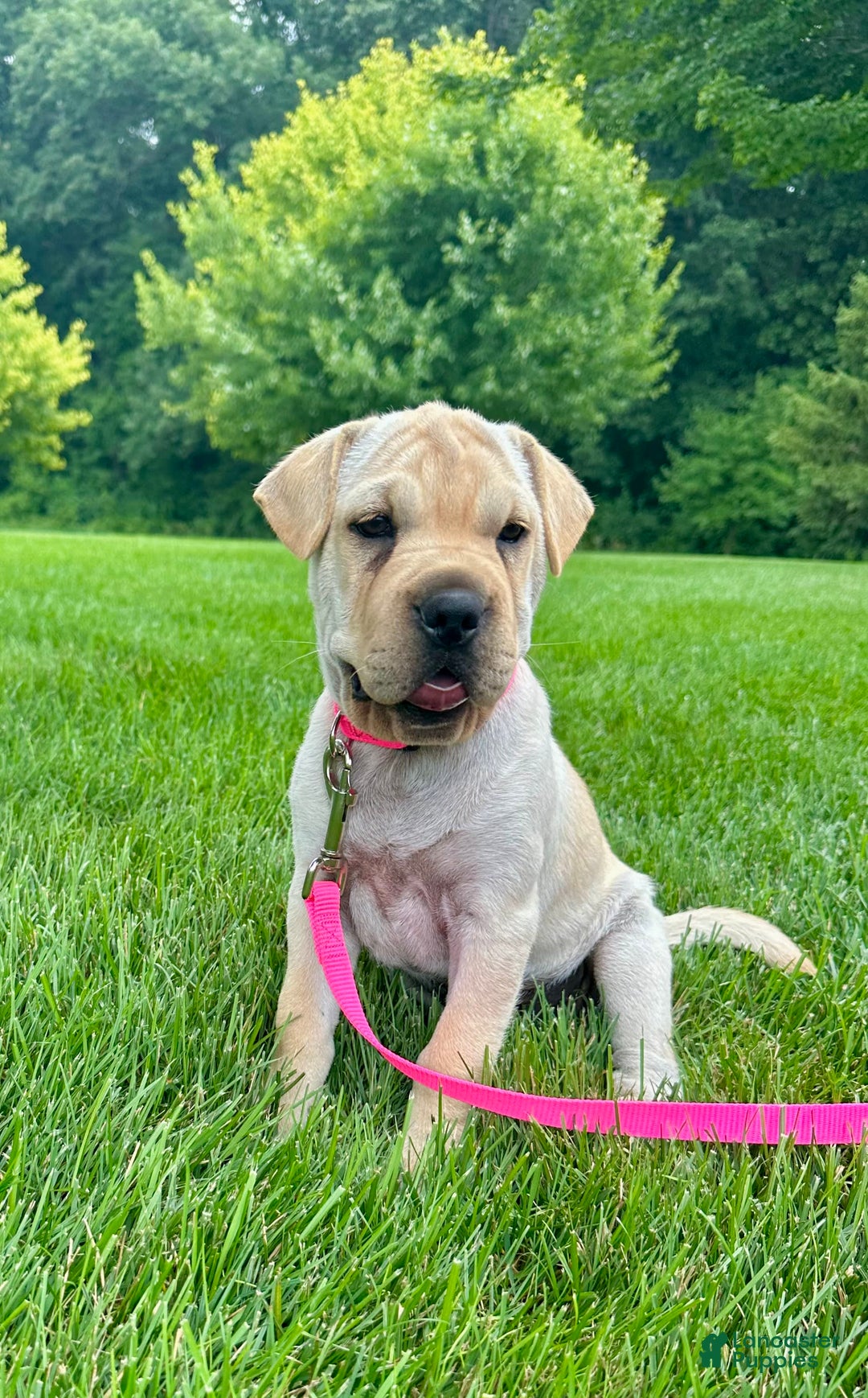 Mini Hippo dogs for sale: Delilah - Image 7