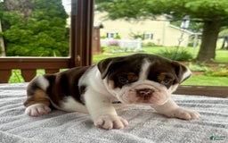 English Bulldog dogs for sale: Gisele - Image 7