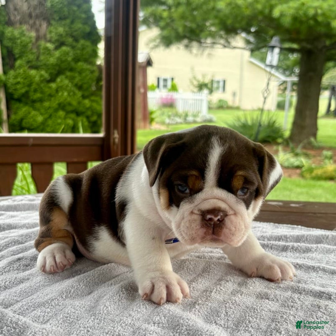 English Bulldog dogs for sale: Gisele - Image 7