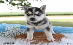Alaskan Klee Kai dogs for sale: Jack - Image 3