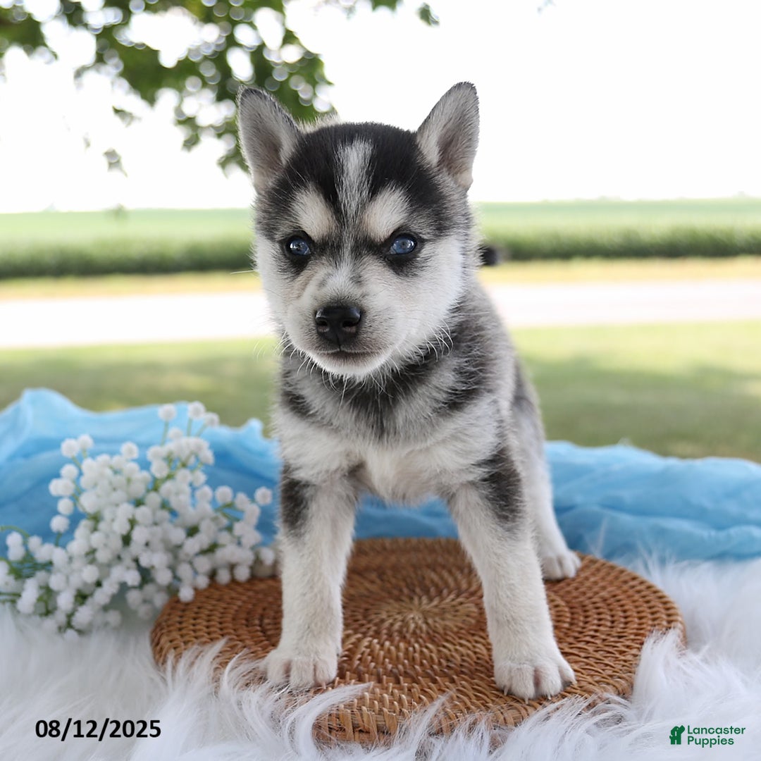 Alaskan Klee Kai dogs for sale: Jack - Image 3