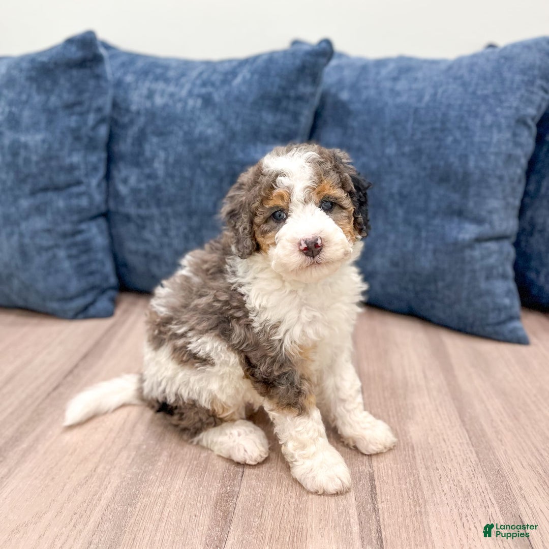 Mini Bernedoodle dogs for sale: Betty - Image 7