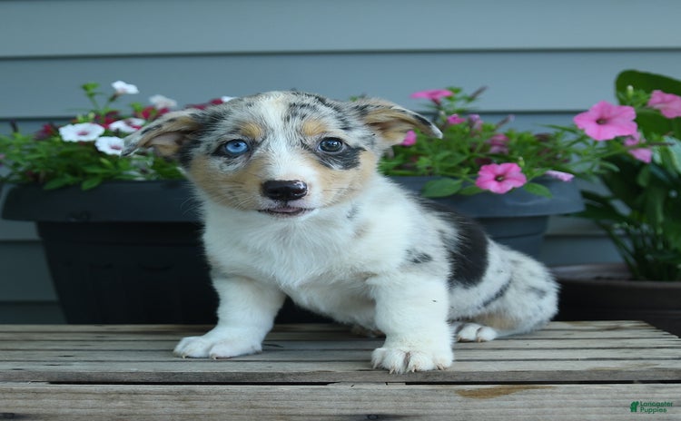 Welsh Corgi Pembroke dogs - Advert 23
