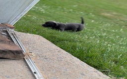 American Bully dogs for sale: Midnight - Image 5