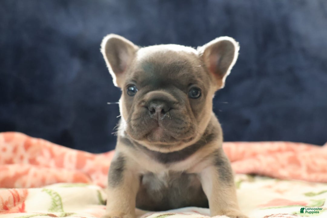 French Bulldog dogs for sale: Orion - Image 2