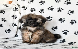 Shih Tzu dogs for sale: Prince - Image 2