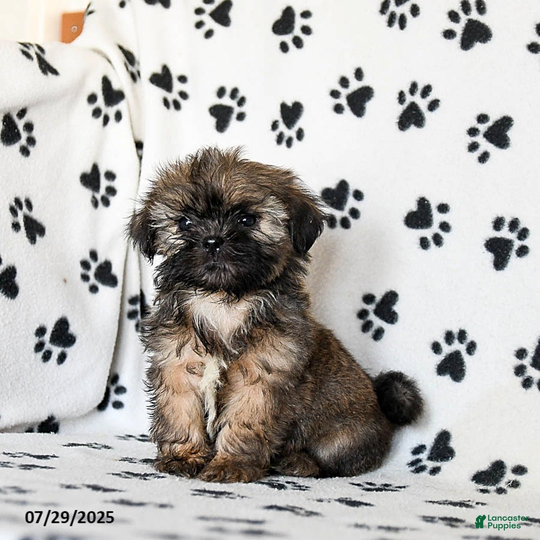 Shih Tzu dogs for sale: Prince - Image 2