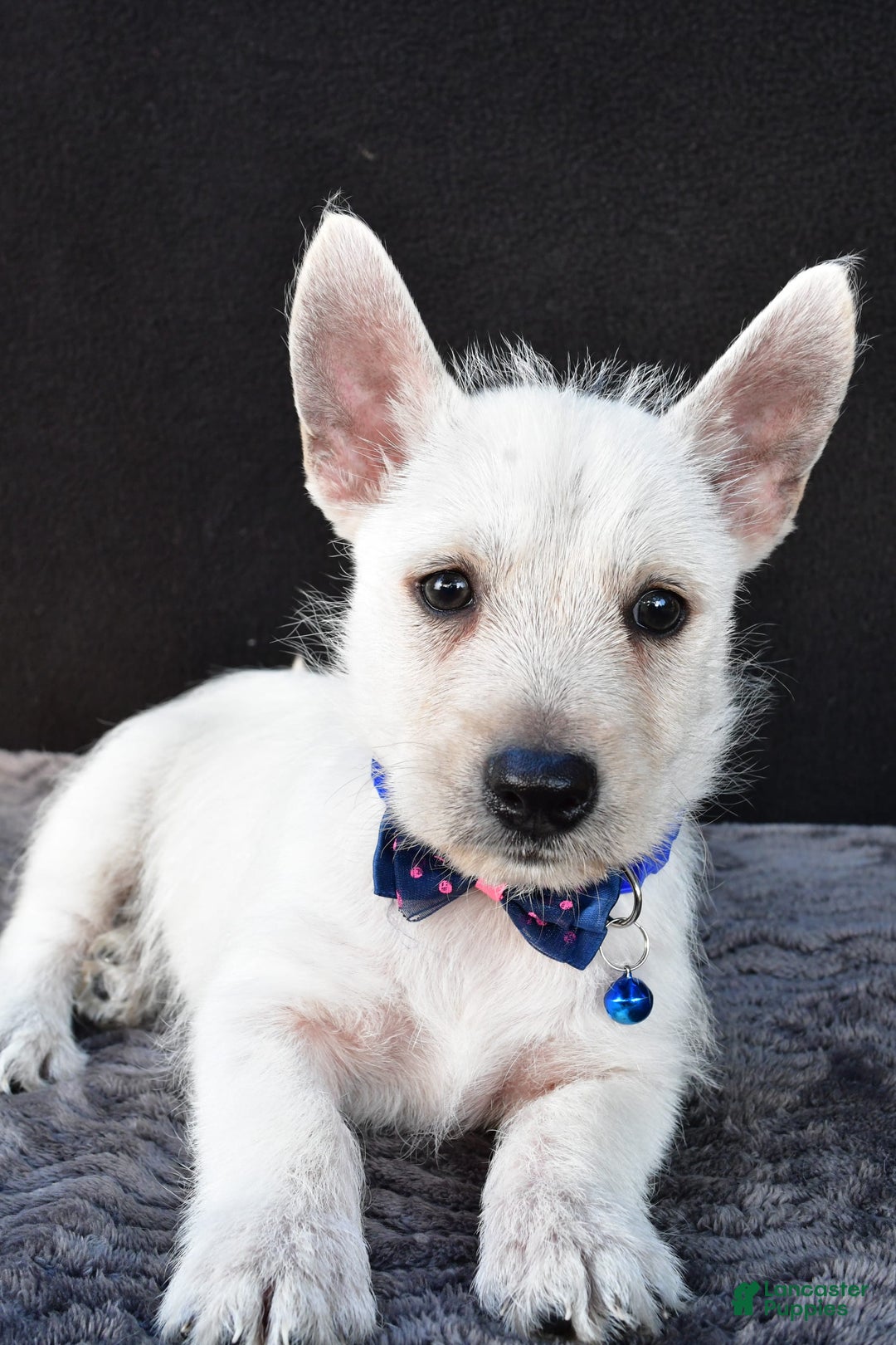 West Highland Terrier dogs for sale: Nugget - Image 6