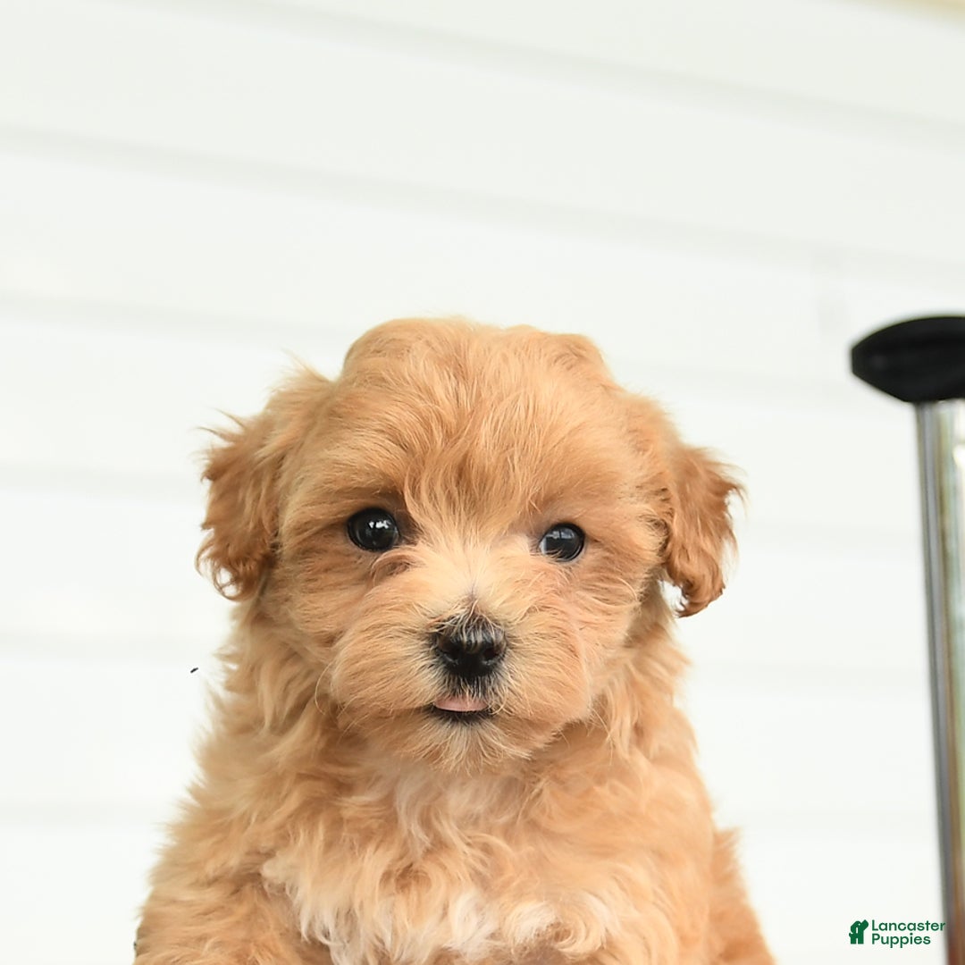 Maltipoo dogs for sale: River - Image 4