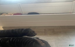 Shar Pei dogs for sale: Armani Squishy-face - Image 19