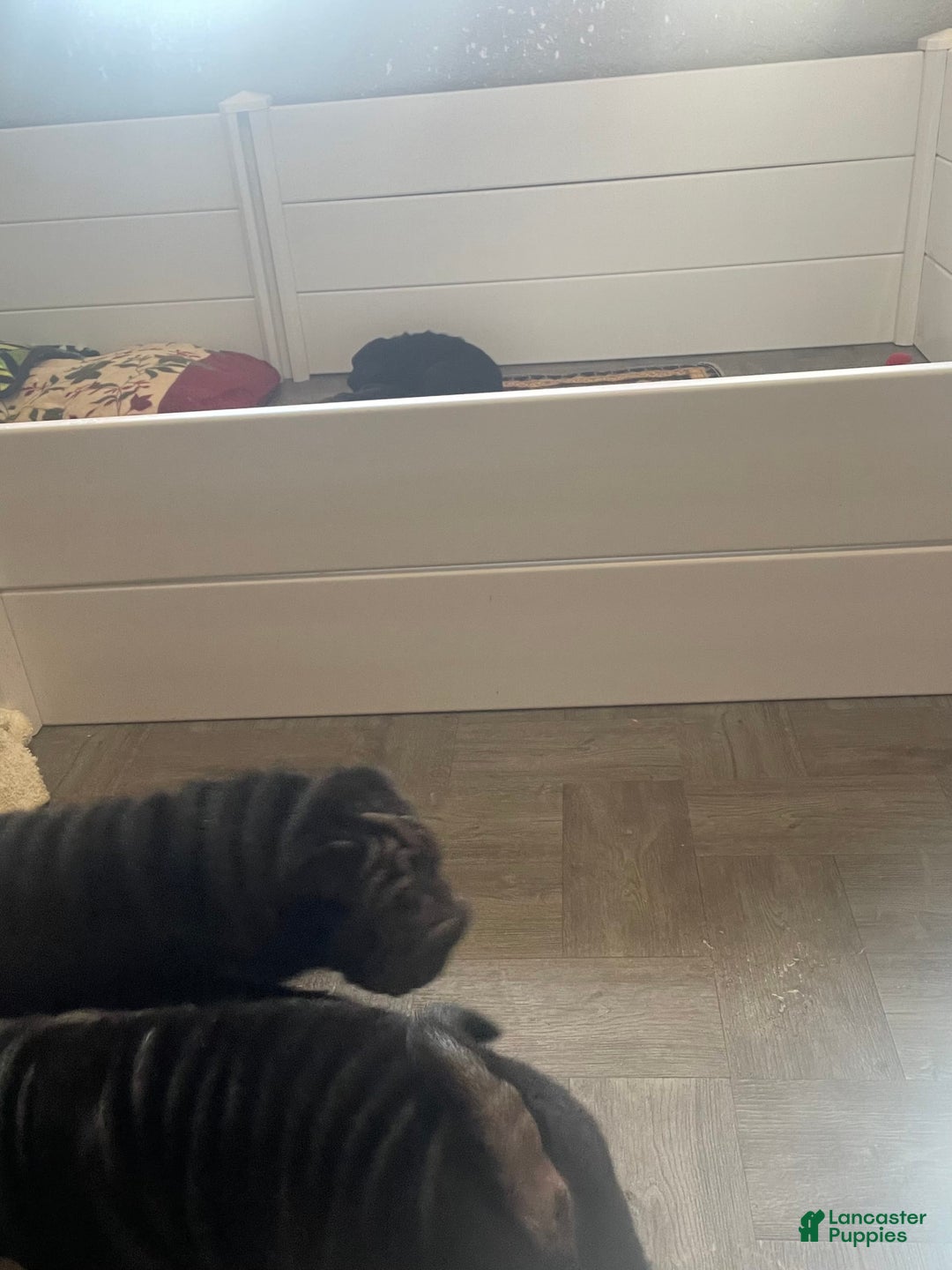 Shar Pei dogs for sale: Armani Squishy-face - Image 19