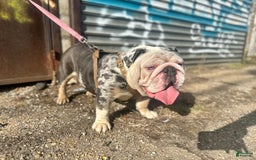 English Bulldog dogs for stud: Crypto - Image 6
