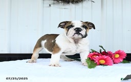 English Bulldog dogs for sale: Drew - Image 4