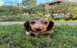 Miniature Dachshund dogs for sale: Chip - Image 2