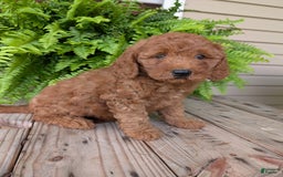 Mini Goldendoodle dogs for sale: Mini -kobe - Image 17