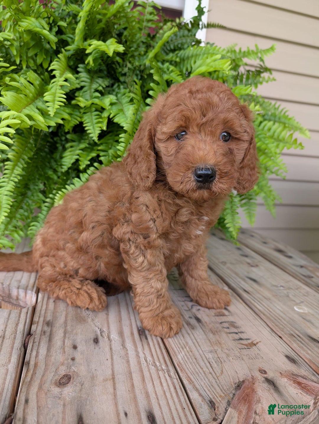 Mini Goldendoodle dogs for sale: Mini -kobe - Image 17