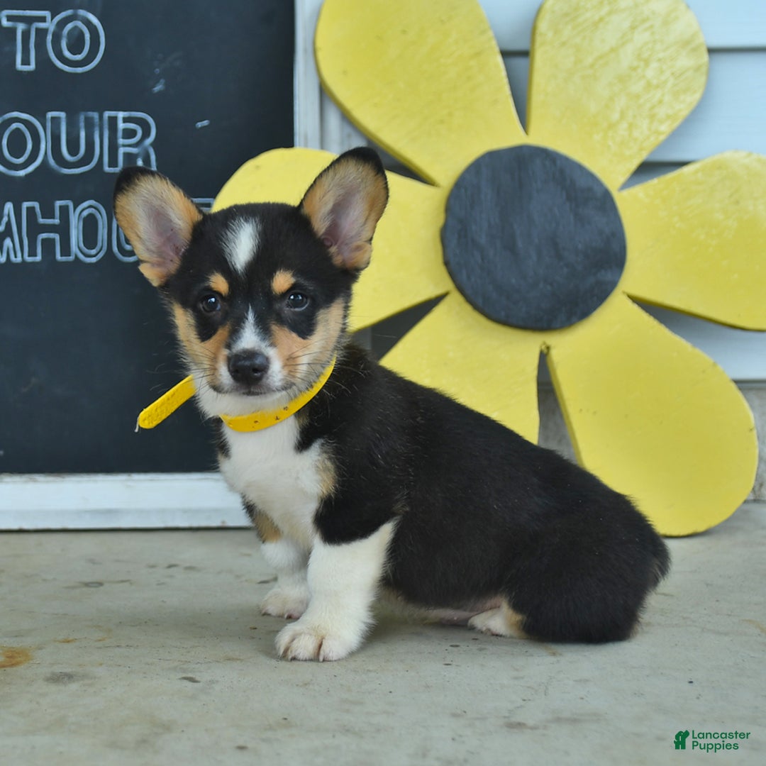 Welsh Corgi Pembroke dogs for sale: Moon - Image 1