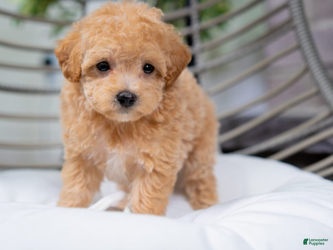 Maltipoo dogs for sale: Valentina - Image 7