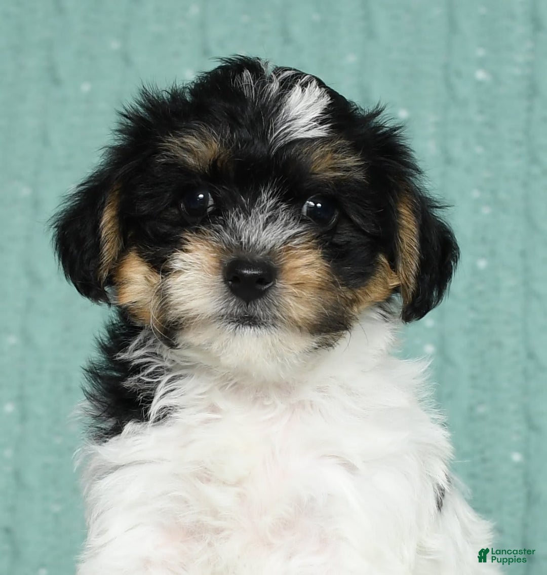 Yorkiepoo dogs for sale: Brent - Image 8