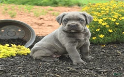 Cane Corso dogs for sale: Iris - Image 7