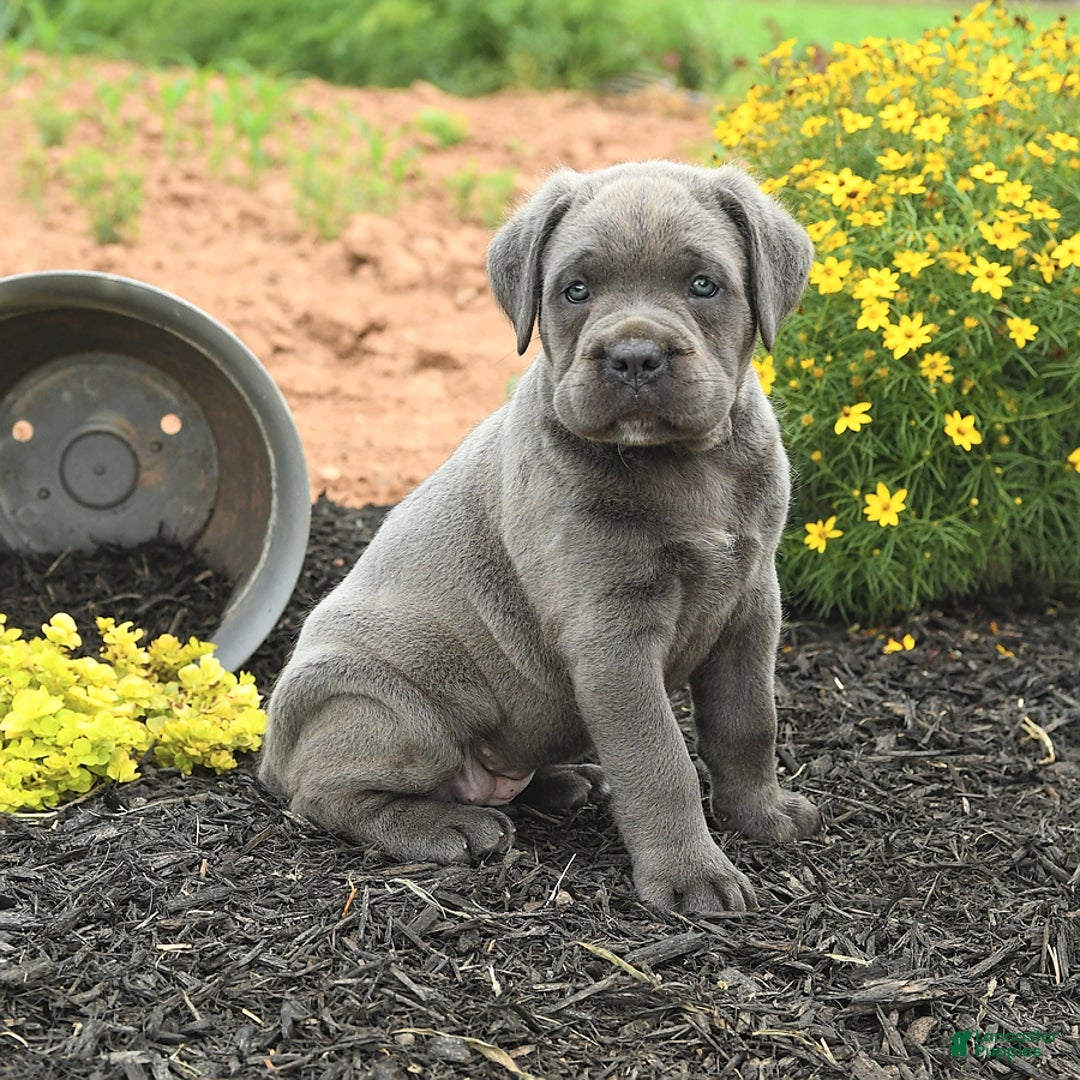 Cane Corso dogs for sale: Iris - Image 7