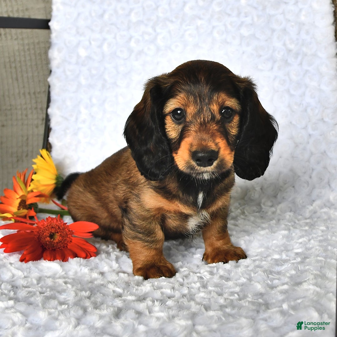 Miniature Dachshund dogs for sale: Kyle - Image 1