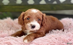 Cavapoo dogs for sale: Barbie - Image 16