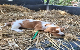 Basset Hound dogs for sale: Buster - Image 4